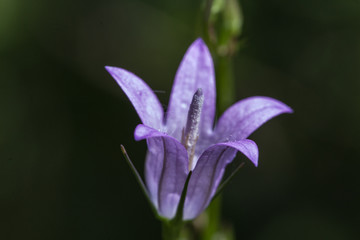 Poster - Cublac (Corrèze, France) - Campanule raiponce