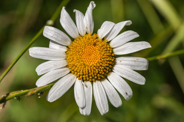 Sticker - Cublac (Corrèze, France) - Marguerite commune