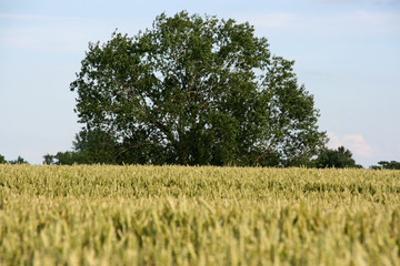 field of wheat