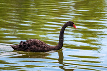 Beautiful Black Swan Or Cygnus Atratus In River