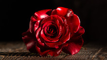 Pink Rose Flower, Close-up, Macro, Background Low Key