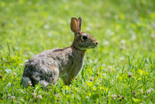 Cottontail Rabbit In Grass Field