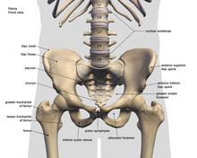 Pelvic And Hip Bone, Labeled Anatomy Front View On White