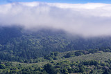 Fototapeta Natura - Clouds and fog covering hills covered in evergreen forests and chaparral in the Santa Cruz mountains, San Mateo county, San Francisco bay area
