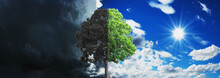 Concept Tree Growing And Dry With Sky And Sun Background