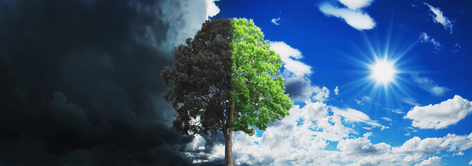 concept tree growing and dry with sky and sun background