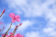 Close Up Colorful Pink Oleander Is Blooming On Stalk Without Green Leaf Against White Clouds And Blue Sky Background In Sunny Day