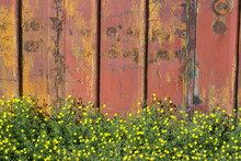 Yellow Flowers On A Background Of Rusty Gates