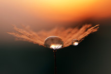 Water Drops On A Dandelion Seeds Close Up. Morning Dew At Sunrise. Nature Background.