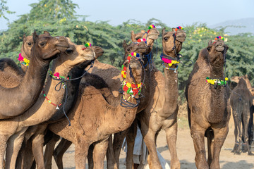 Wall Mural - Camels in desert Thar during Pushkar Camel Fair, Rajasthan, India