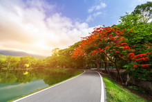 Road Landscape View And Tropical Red Flowers Royal Poinciana In Ang Kaew Chiang Mai University Forested Mountain Blue Sky Background With White Clouds, Nature Road In Mountain Forest.