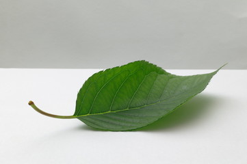 green leaf on white background