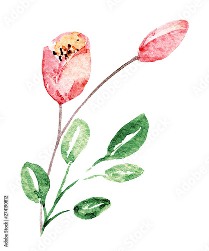 Watercolor flower. Floral design isolated on white background. Hand drawing.
