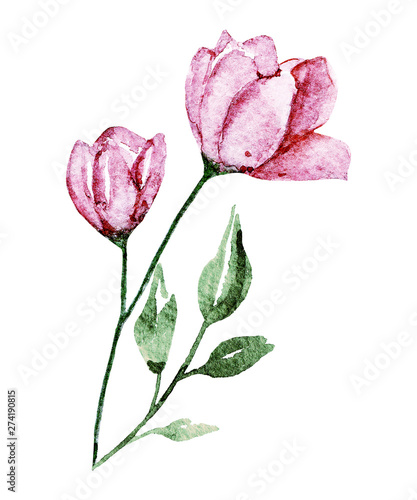 Watercolor flower. Floral design isolated on white background. Hand drawing.
