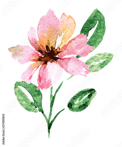 Watercolor flower. Floral design isolated on white background. Hand drawing.