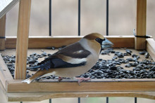 A Portrait Of A Male Hawfinch Inside A Bird Feeder Eating Sunflower Seeds