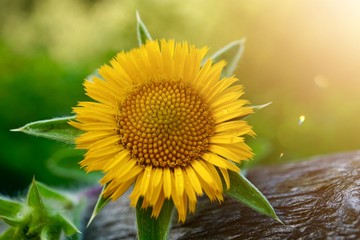 yellow flower plant in the garden in the nature