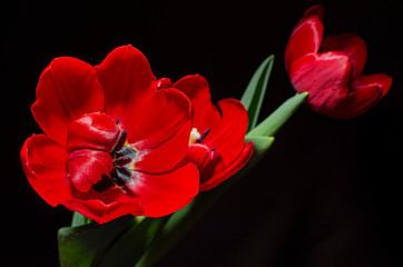 beautiful tulips in dark scene