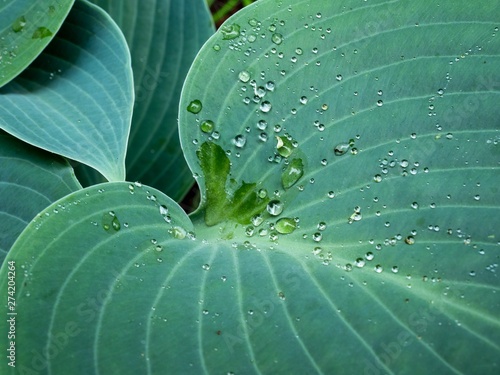 Fotomural Drops of water held in surface tension on the leaf of a Halcyon Hosta plant