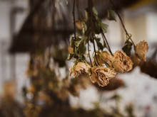 Old Vintage Dried Roses Flowers Hanging Upside Down