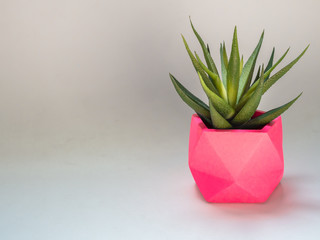 Green succulent plant in pink geometric concrete planter. Colorful painted concrete pots for home decoration