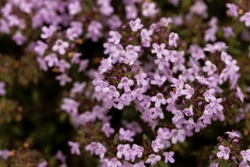 Wall Mural - Flowers of a caraway thyme, Thymus herba-barona.