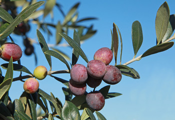 Canvas Print - Olives vertes et noires dans un olivier