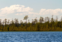 Forest On The Shore Of The Lake Keret. Russia, Karelia.