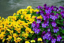 Yellow And Purple Johnny-jump-up Pansy Violet Flowers