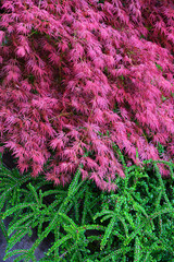 red foliage of the weeping laceleaf japanese maple tree (acer palmatum)