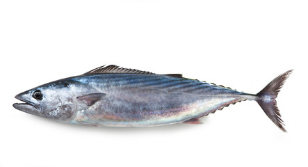 bonito, isolated on white background – single italian 