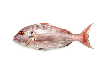 mediterranean fish 