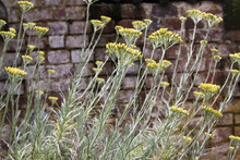 Yellow Blooming Curry Plant (Helichrysum Italicum) In German Garden With Old Weathered Brick Wall Background