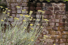 Yellow Blooming Curry Plant (Helichrysum Italicum) In German Garden With Old Weathered Brick Wall Background