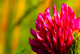 Fototapeta Kwiaty - tharn flower in wild nature