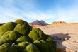 Moos bewachsener Stein im Altiplano