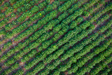 Wall Mural - tapioca farm in agricultural area in Thailand aerial view