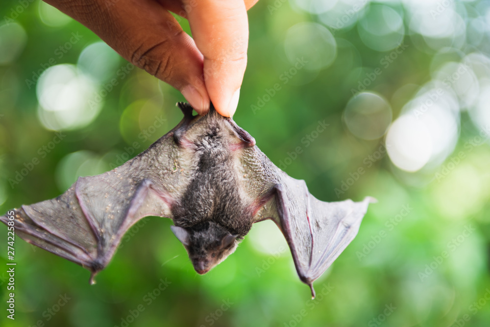 Carring Bat Man holding baby flying bat, trying to teach it to fly Stock Photo ...
