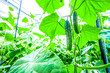 young cucumber, hanging on a branch at greenhouse