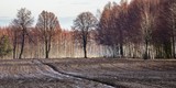 Fototapeta Kwiaty - Panorama zaroanego pola z sylwetkami drzew i laskiem brzozowym