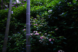 Fototapeta Dziecięca - 長谷寺の紫陽花と竹林