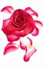 Red Rose On White Background