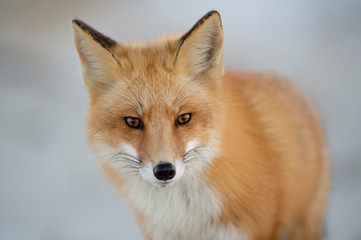 Wall Mural - a close up portrait of a red fox in sfot light with a light white background and its orange fur stan