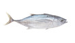 Raw albacore tuna fish isolated on white