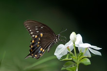 A Black And Orange Butterfly Sitting On A White Flower In The Bright Sun Against A Dark Green And Black Background.