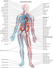 Labelled Diagram Showing The Details Of The Human Body Circulatory System.