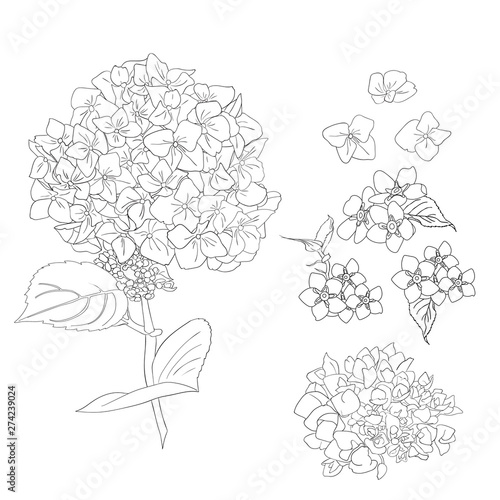 Fotomural Bouquet of hydrangea flowers with leaves