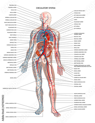 Diagram Human Body - Aflam-Neeeak
