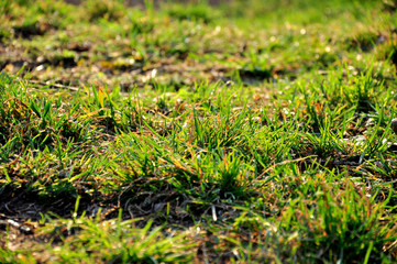 bright green grass trimmed. Summer on the puddle...