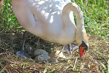 Swan Hatching Eggs On A Nest